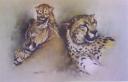Cheetah, Joetex Al Fajar 2003, 125×80 cm, oil on canvas